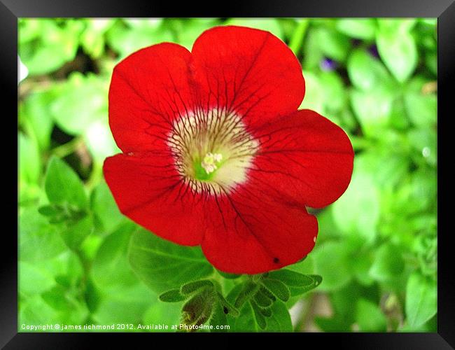 Red Flower - Morning Glory Framed Print by james richmond