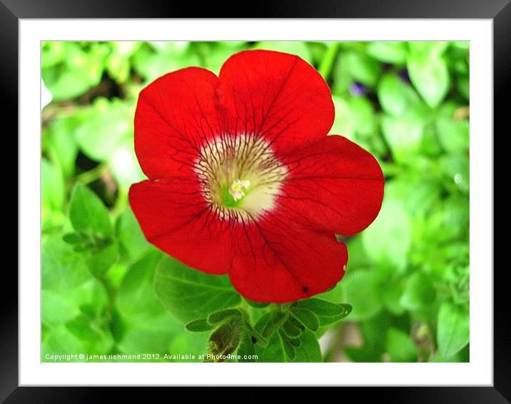 Red Flower - Morning Glory Framed Mounted Print by james richmond