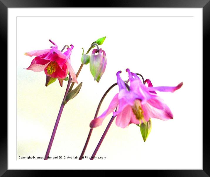 Columbine Flowers Framed Mounted Print by james richmond