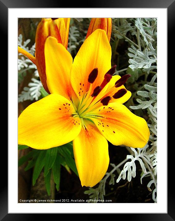 Asiatic Lily Hybrid - 2 Framed Mounted Print by james richmond