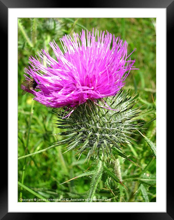 Spear Thistle - Cirsium Vulgare Framed Mounted Print by james richmond