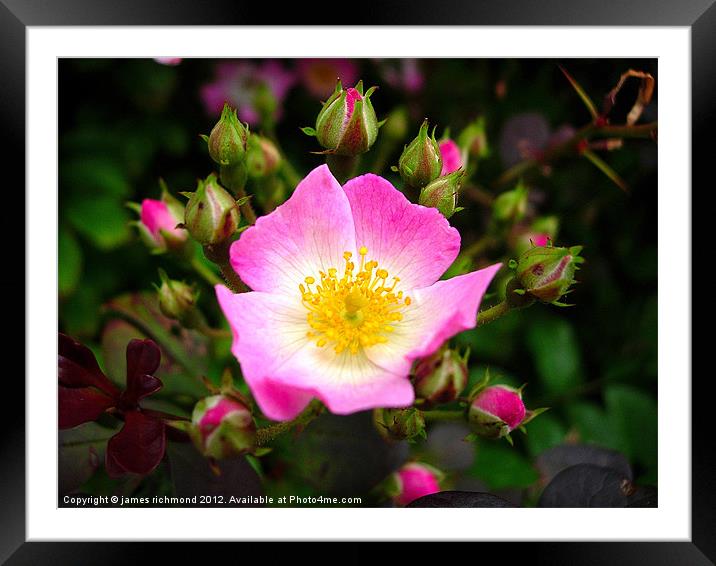 Dog-Rose,Rosa Canina Framed Mounted Print by james richmond