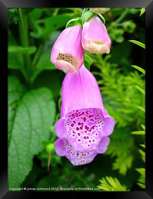 Foxglove - Digitalis Framed Print by james richmond