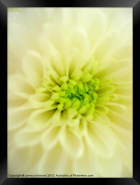 Cream Chrysanthemum Framed Print by james richmond