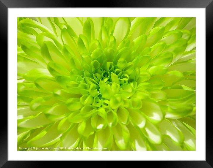 Green Chrysanthemum Framed Mounted Print by james richmond