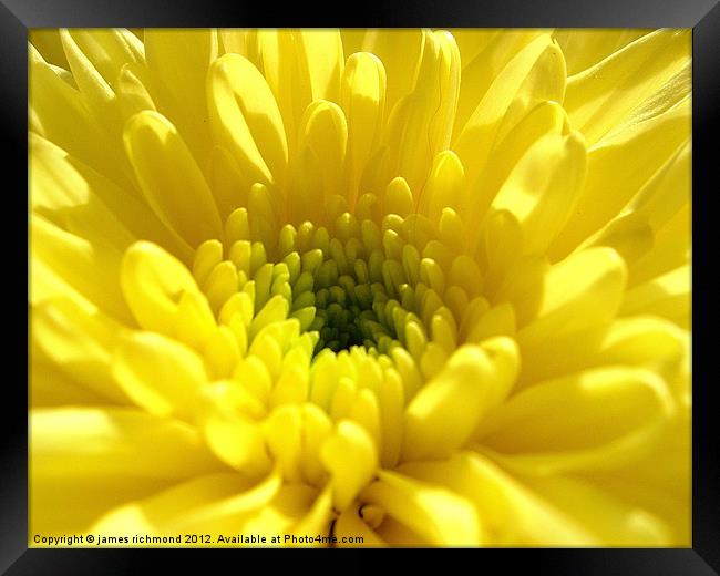 Yellow Chrysanthemum Framed Print by james richmond