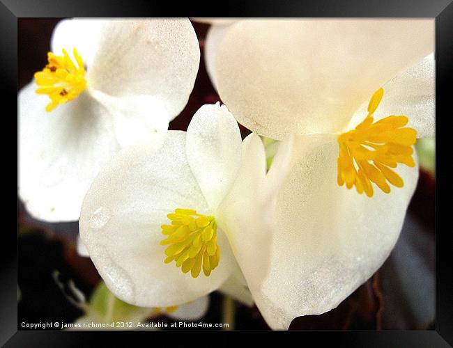 White Begonia Framed Print by james richmond