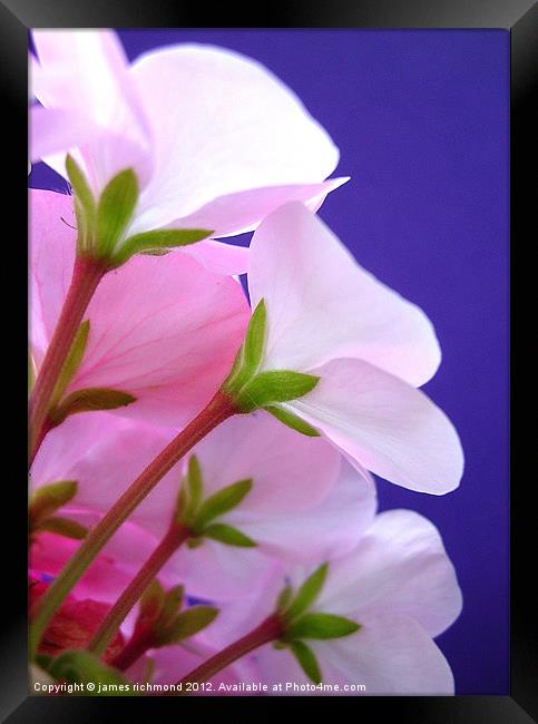 Geranium Petals on Blue Framed Print by james richmond