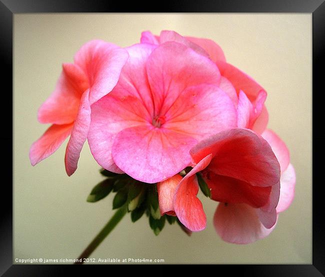 Pink Geranium Flower Framed Print by james richmond