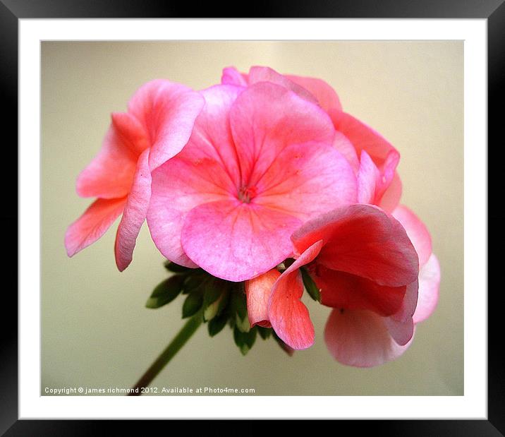Pink Geranium Flower Framed Mounted Print by james richmond