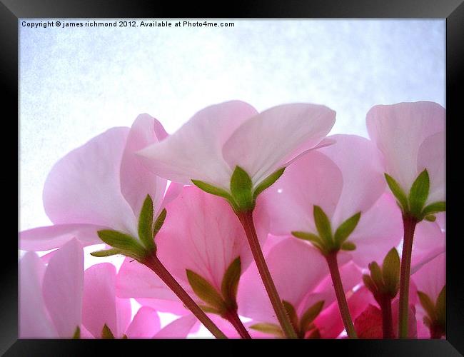 Geranium Flower Side View Framed Print by james richmond