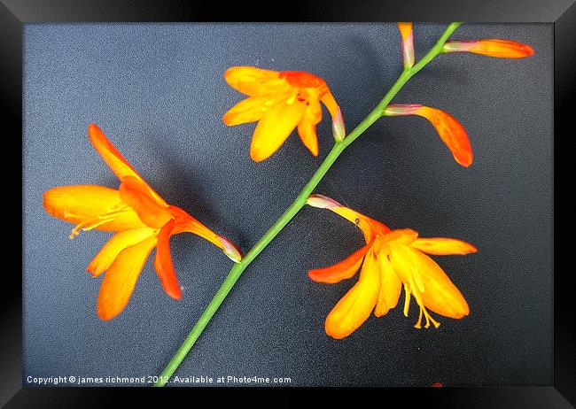 Montbretia Flowers Framed Print by james richmond