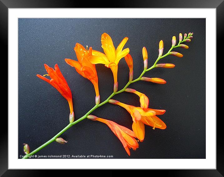 Montbretia - Crocosmia Framed Mounted Print by james richmond