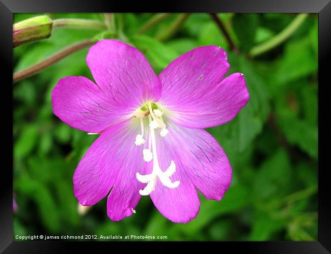 Great Hairy Willowherb Framed Print by james richmond