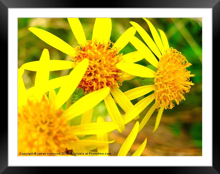 Field Fleawort Framed Mounted Print by james richmond