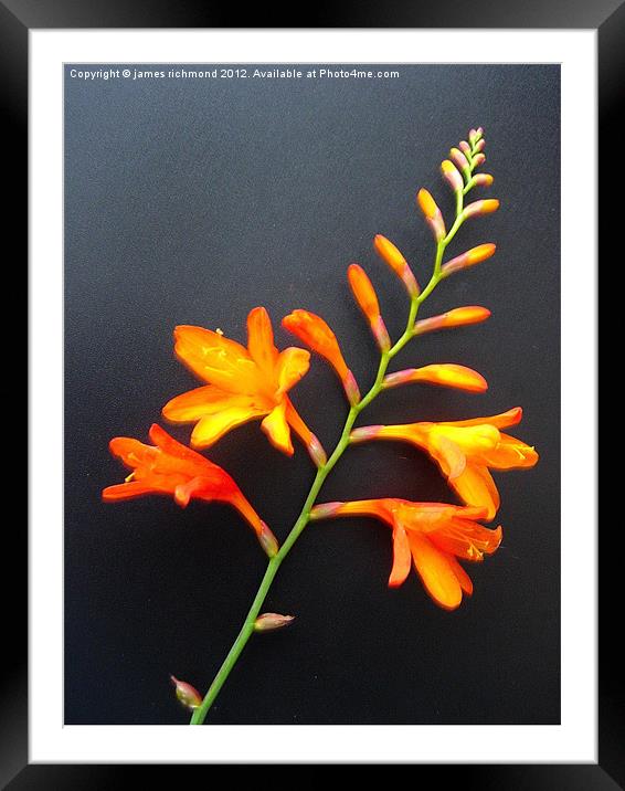 Montbretia Florescence Framed Mounted Print by james richmond