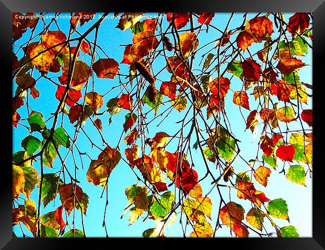 Autumn Leaves Framed Print by james richmond