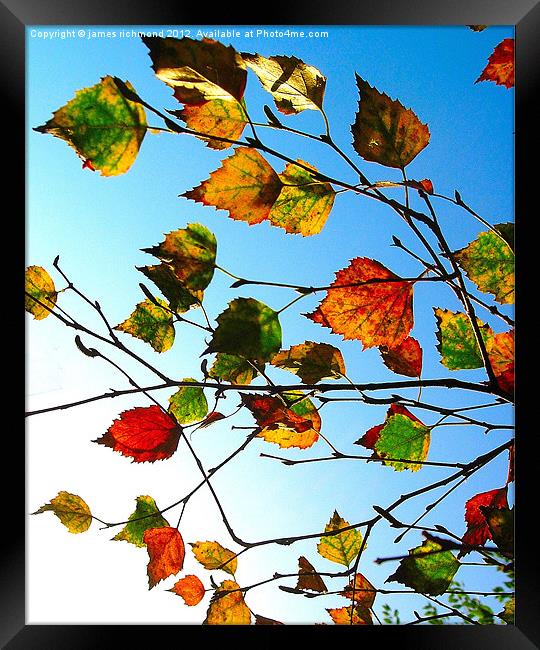 Autumn Leaves - 2 Framed Print by james richmond