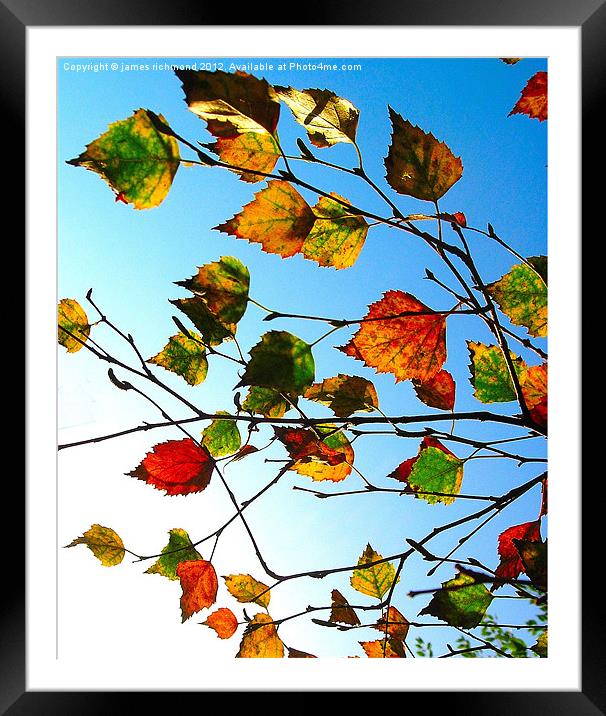 Autumn Leaves - 2 Framed Mounted Print by james richmond