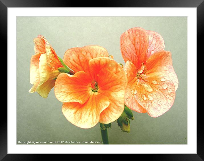 Pink Geranium Framed Mounted Print by james richmond