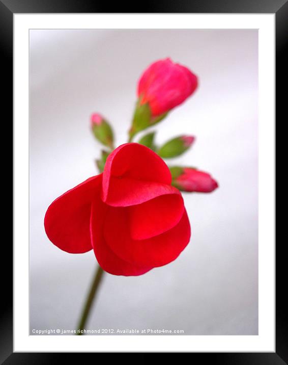 Red Geranium Flower - 1 Framed Mounted Print by james richmond