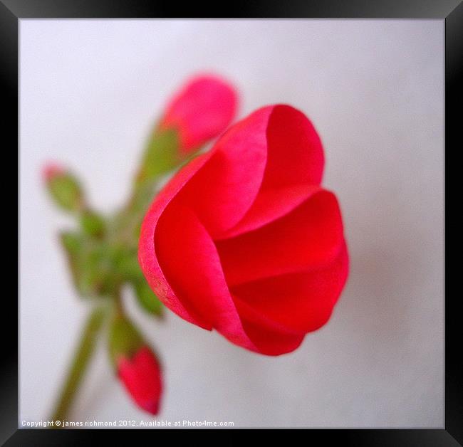 Red Geranium Flower - 2 Framed Print by james richmond