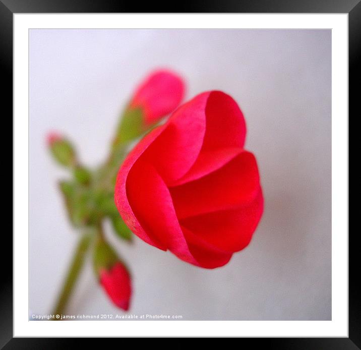 Red Geranium Flower - 2 Framed Mounted Print by james richmond
