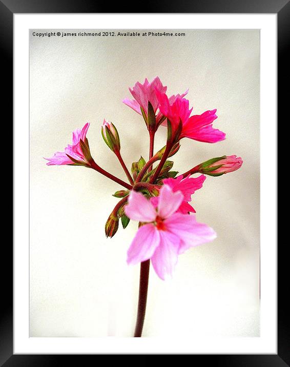 Flowering Pink Pelargonium Framed Mounted Print by james richmond