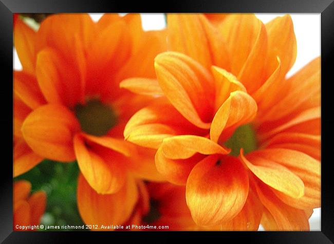 Orange Chrysanthemums Framed Print by james richmond