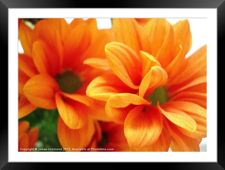 Orange Chrysanthemums Framed Mounted Print by james richmond