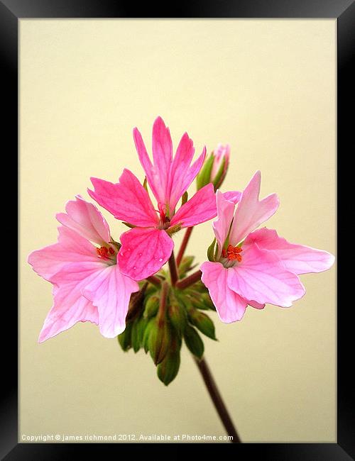 Pelargonium - Pink Framed Print by james richmond