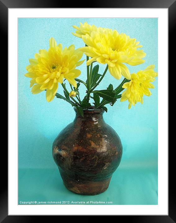 Yellow Chrysants Framed Mounted Print by james richmond