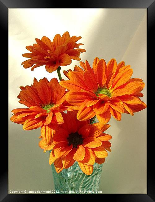 Orange Chrysanthemums Framed Print by james richmond