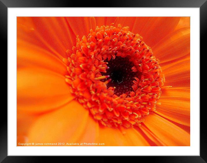 Gerbera Daisy - Orange Framed Mounted Print by james richmond