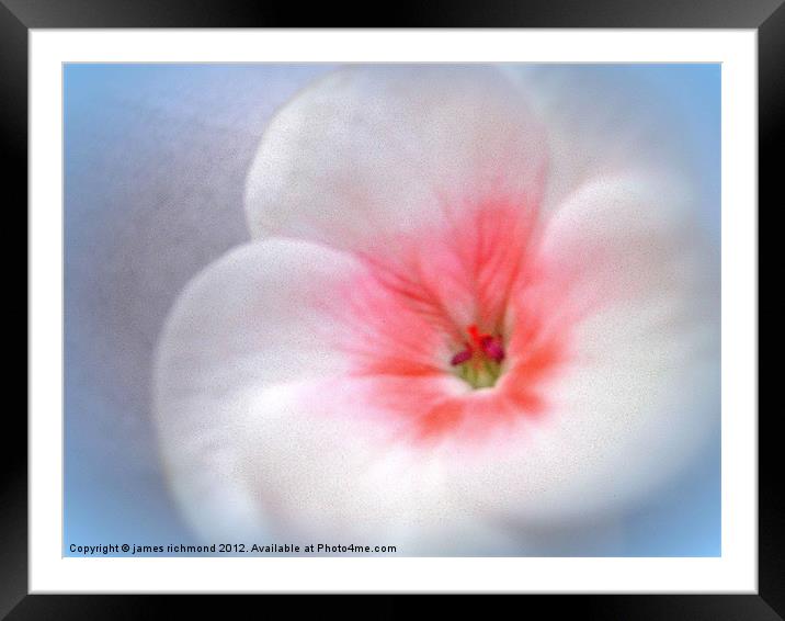 White Flower Framed Mounted Print by james richmond
