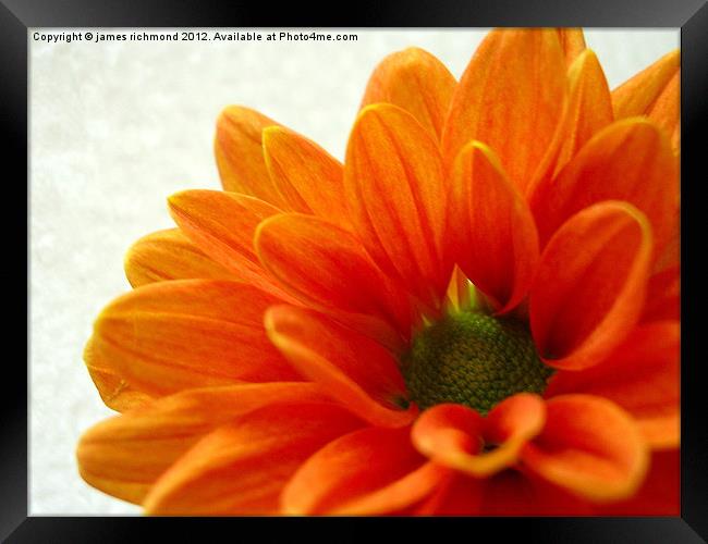 Orange Petals Framed Print by james richmond