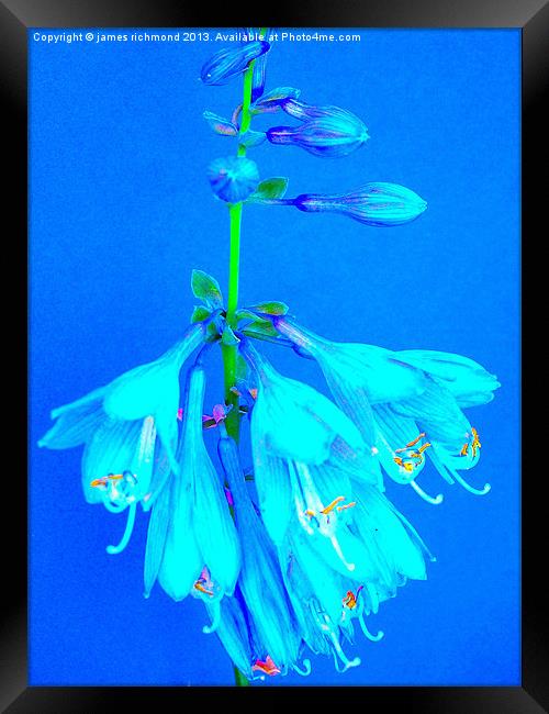 Hosta - Plantain Lily Framed Print by james richmond