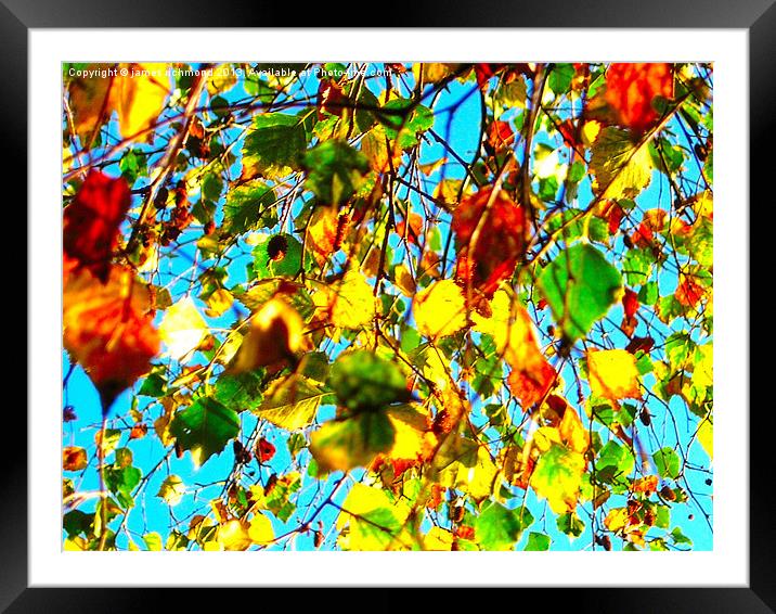 Leaves in Autumn Framed Mounted Print by james richmond