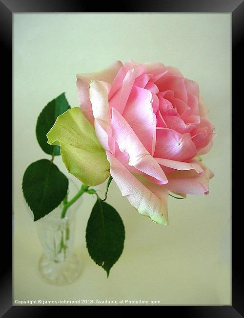 Pink Rose Framed Print by james richmond