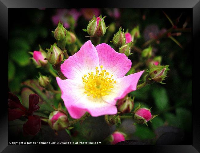 Wild Rose - Rosa Canina Framed Print by james richmond