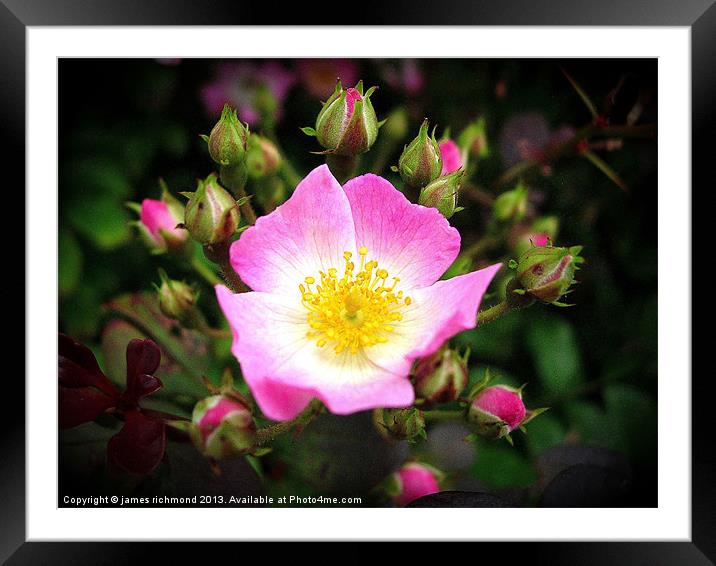 Wild Rose - Rosa Canina Framed Mounted Print by james richmond