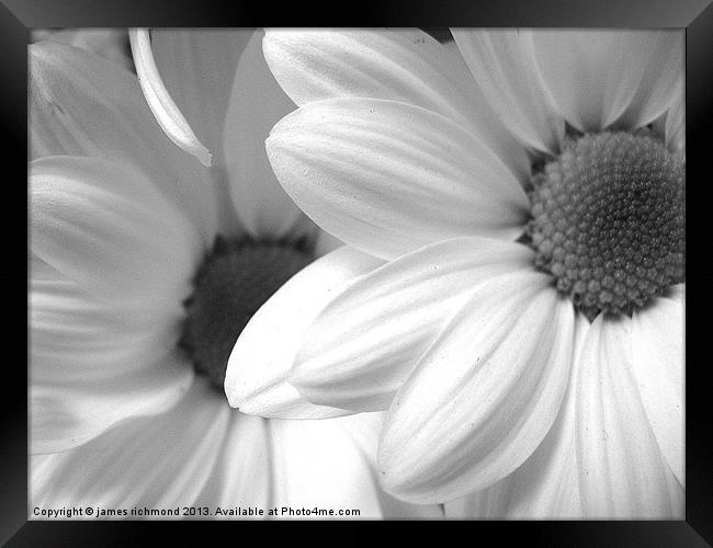 Black and White Daisy Framed Print by james richmond