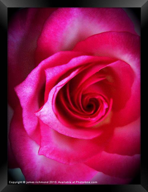 Rose Grandiflora Framed Print by james richmond