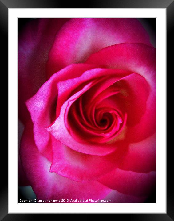Rose Grandiflora Framed Mounted Print by james richmond