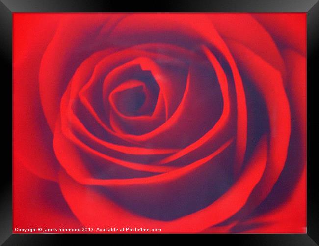 Scarlet Rose Framed Print by james richmond