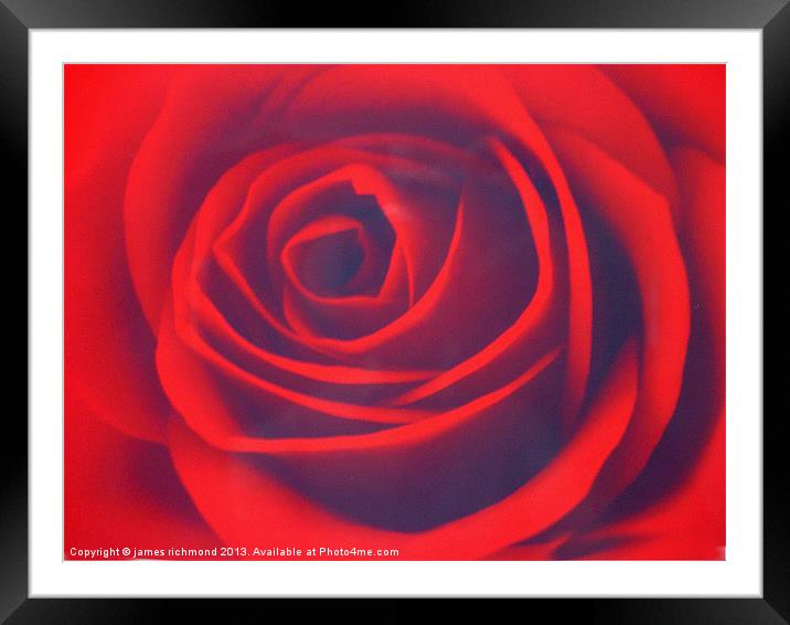 Scarlet Rose Framed Mounted Print by james richmond