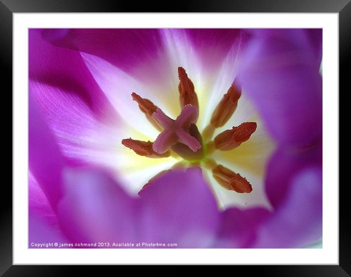 Purple Tulip Framed Mounted Print by james richmond