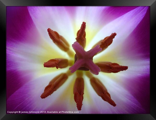 Purple Tulip - 2 Framed Print by james richmond