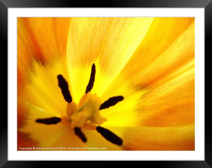 Golden Tulip Framed Mounted Print by james richmond