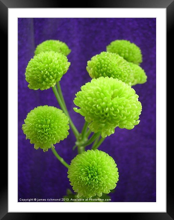 Chrysanthemum Green Button Pompons Framed Mounted Print by james richmond